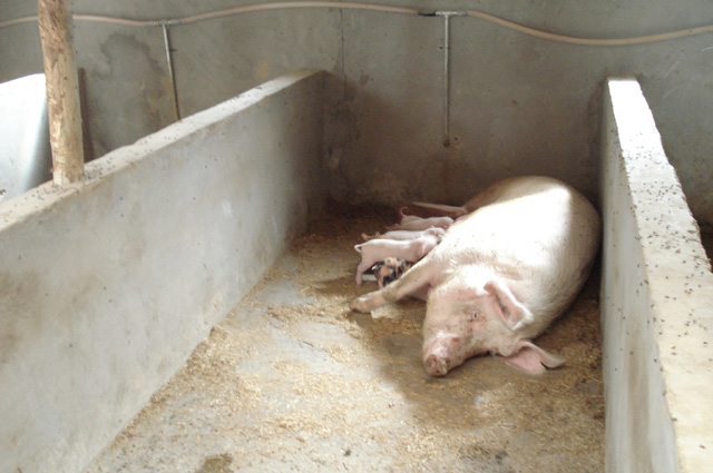 幸福花開飄如云 3.jpg