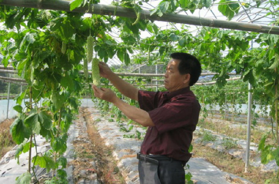 基太村 苦瓜甜了百姓生活1.jpg