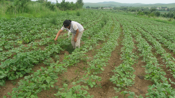 綠色鑲滿田——內蒙古科右中旗幸福工程項目回訪 2.jpg
