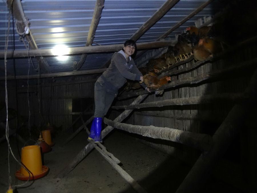 張金汝在挑選蟲子雞