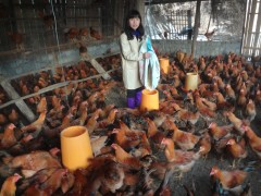 張金汝在用蟲子、玉米、谷子調配成的混合料喂養蟲子雞