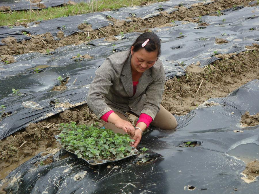 鄧秀勤在種植“仙草”