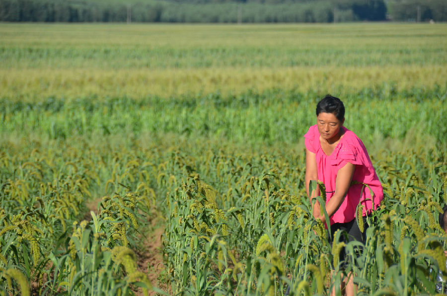 白金鴿在小米田里耕作.jpg