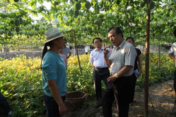 1考察咸寧市崇陽縣港口鄉橫嶺村“幸福工程”吊瓜基地 (600x400).jpg