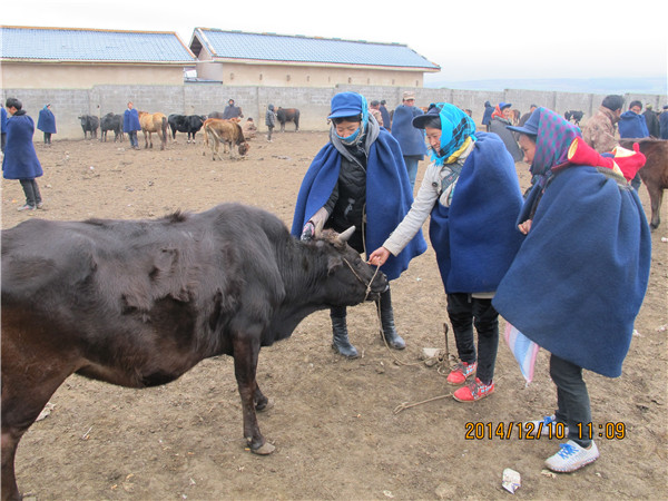8.母亲拿到救助款后到乡镇市场认真挑选母牛.jpg
