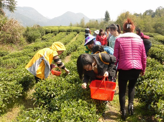 洪口乡发送干部职工为贫困母亲林发碧采摘茶叶