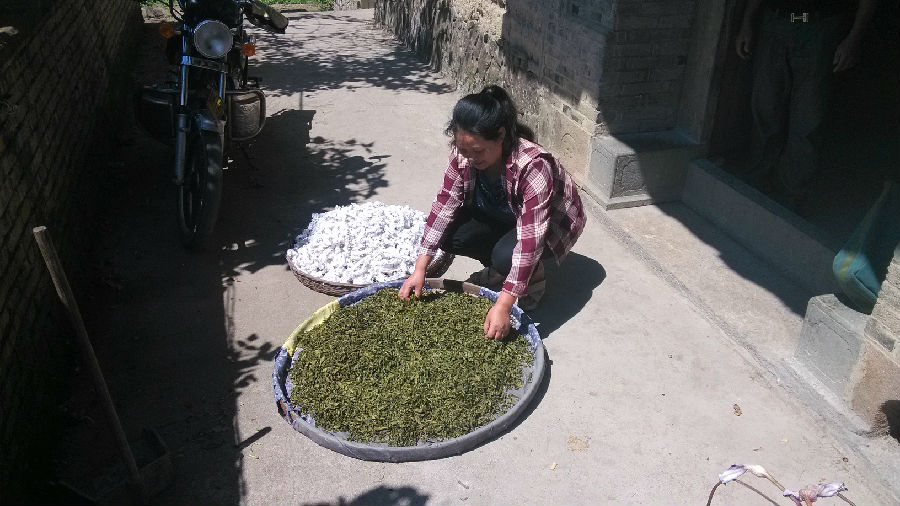 林发碧收成的茶叶