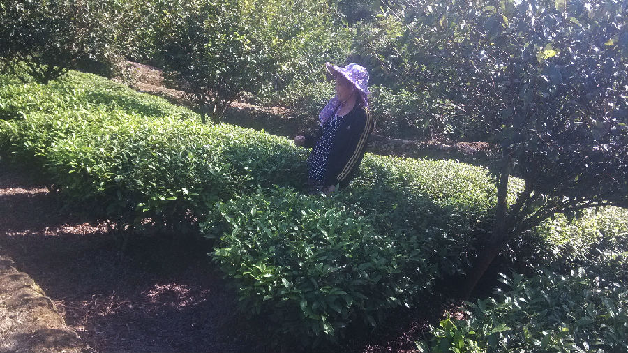 林发碧在茶园劳作