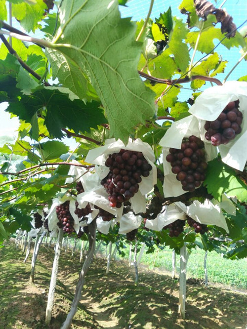 1475107945432555.jpg 252.jpg