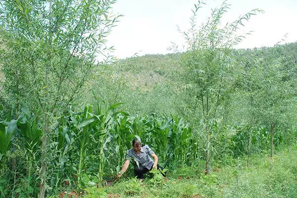 1501381560111280.jpg IMG_2583.JPG