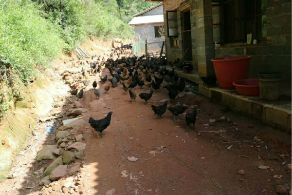 生 態 雞_meitu_3.jpg