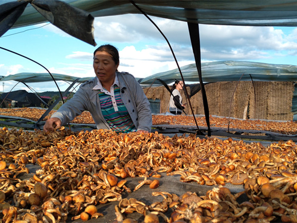 1504864250111000.jpg 受眾母親嚴秀芝在翻整剛采摘晾曬在滑子菇_副本.jpg