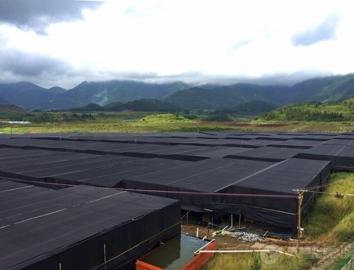 1508040432829179.jpg IMG_0199.JPG