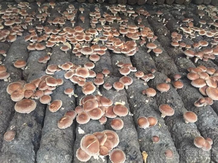 1508040524952723.jpg IMG_0203.JPG