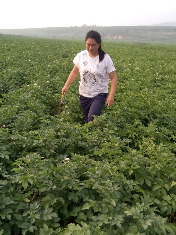 1520922337909347.jpg 貧困母親閆金鳳辛勤勞作2_副本.jpg