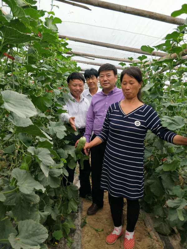 1527154983734982.jpg 麻會(huì)長(zhǎng)與方會(huì)長(zhǎng)棚內(nèi)參觀調(diào)研.jpg