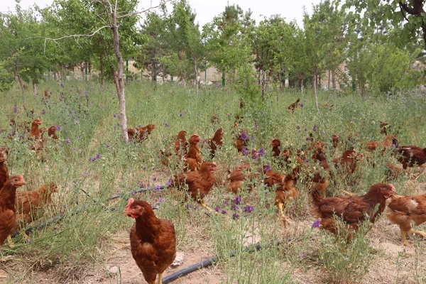 1586931161395031.jpg 6401.webp.jpg