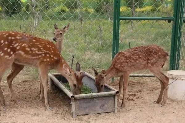 1586931198597367.jpg 6402.webp.jpg