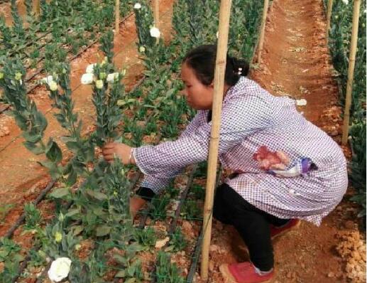 1596528657803661.jpg QQ截圖20200804161047.jpg