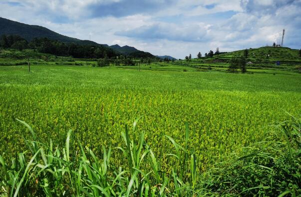 1602747986257330.jpg 9.jpg